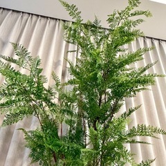 高さ約2m　アスカ造花・観葉植物 ファーン　フェイクグリ-ン　ポット付 1本の画像