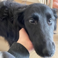 ゴールデンレトリーバーMIX 生後8ヶ月