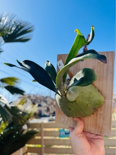 ビカクシダP.Mr.Ito #D メラメラ板付中株 (ちまろ) 尾張旭の家庭用品