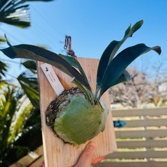 ビカクシダ　P.Mr.Ito #D メラメラ　板付　中株の画像