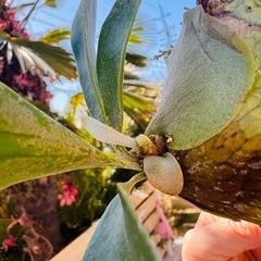 ビカクシダ　ヒリーフラハンス　P.Hillii Hula Hands 板付　中株の画像