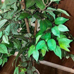 観葉植物フェイクの画像