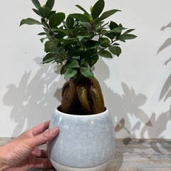 観葉植物・ガジュマル５０cmの画像