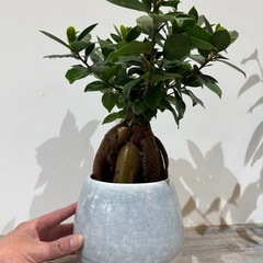 観葉植物・ガジュマル５０cmの画像