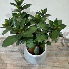 観葉植物・ガジュマル５０cmの画像