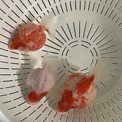 金魚 更紗ピンポンパール 稚魚の画像