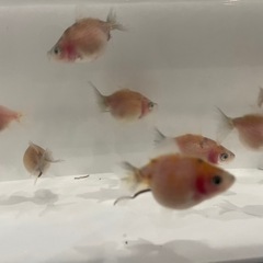 金魚 更紗ピンポンパール 稚魚の画像