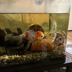 東錦　　　の画像