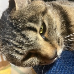 【里親募集】メス3歳