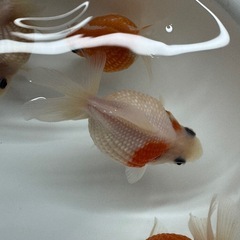 金魚 ピンポンパール 明け２歳 ４匹セットの画像