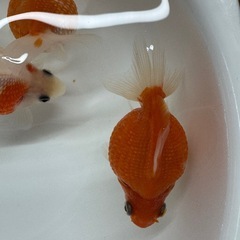 金魚 ピンポンパール 明け２歳 ４匹セットの画像