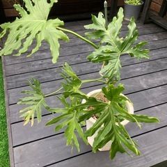 観葉植物🪴セローム🌱の画像