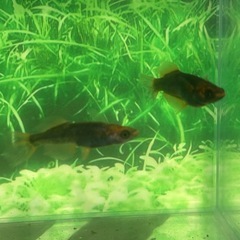 (現物)グリフォン1ペアの画像