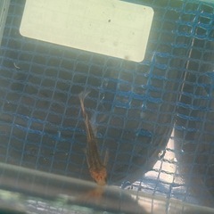 (現物)グリフォン1ペアの画像