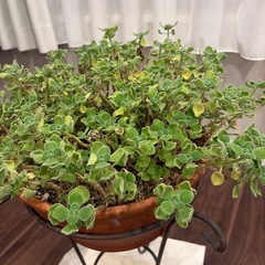 アロマティカス with ヨーロピアンテラコッタの画像