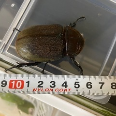 ①DHヘラクレスオオカブトムシ メスの画像