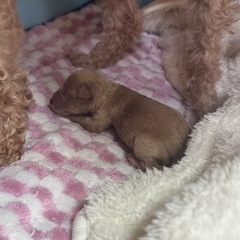 トイプードル女の子生まれました✨