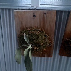 ビカクシダ、ビーチーの画像