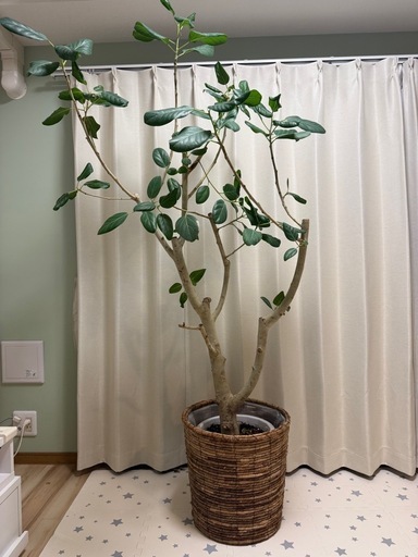 大型観葉植物　ベンガルゴム　鉢付き