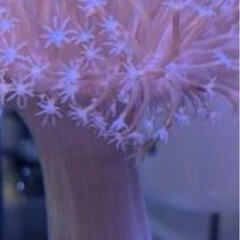 ウミキノコフラワーの画像