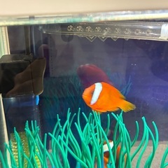 本日限定⑦ハマクマノミペアの画像