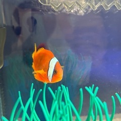 本日限定⑦ハマクマノミペアの画像