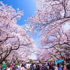 宇部市お花見🌸　お酒飲めなくてもOK！　ワイワイ楽しむ企画✨