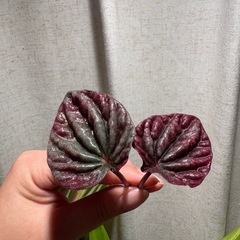 2本　ペペロミア レッドルナ 観葉植物 多肉植物の画像