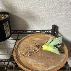 【セール中】アガベ イシスメンシス 甲蟹 子株①の画像