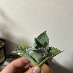 【セール中】アガベ イシスメンシス 甲蟹 子株①の画像