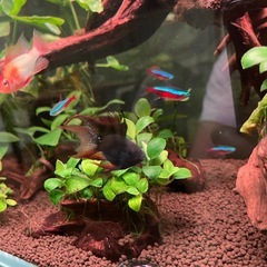 ダークナイトバルーンラミレジィロングフィンの画像