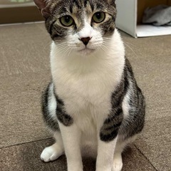 ルーン君【里親募集中】人なつこい男の子《医療✅》個人面会も…