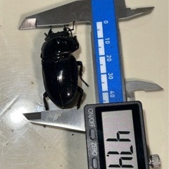 国産オオクワガタ♂1 ♀4  アンバランス血統の画像