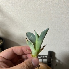 【セール中】アガベ イシスメンシス 甲蟹 子株③の画像