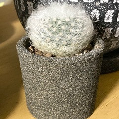 ふわふわサボテン マミラリアの画像