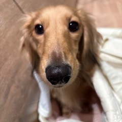 ミニチュアダックスフンドの男の子2歳