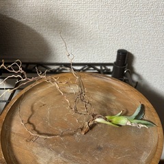 【セール中】アガベ イシスメンシス 甲蟹 子株④の画像