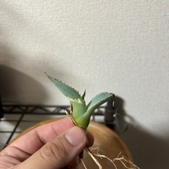 【セール中】アガベ イシスメンシス 甲蟹 子株⑤の画像