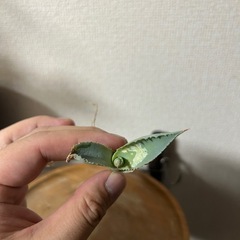 【セール中】アガベ イシスメンシス 甲蟹 子株⑤の画像