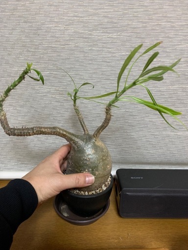 パキポディウム グラキリス　塊根植物　観葉植物　多肉植物