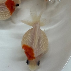 金魚 ピンポンパール 明け２歳 ４匹の画像