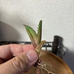 【セール中】アガベ オテロイ ナンバーワン 子株①の画像