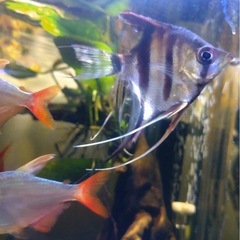 エンジェルフィッシュの画像