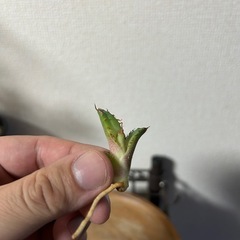 【セール中】アガベ オテロイ ナンバーワン 子株②の画像