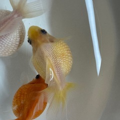 金魚 ピンポンパール 明け２歳 ４匹の画像