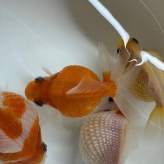 金魚 ピンポンパール 明け２歳 ４匹の画像