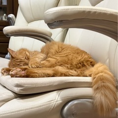 3/4(水)約35分間同行出来る方募集！複数人も歓迎の画像