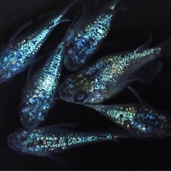 メダカ　ネプチューンダルマの画像