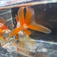 国産　長野県産　更紗琉金　品評会出品魚　当歳(明け二歳)　１０〜１１cmくらい　金魚　観賞魚 の画像