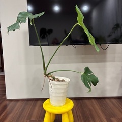 観葉植物の画像